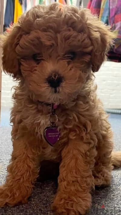 Poodle Puppies Available /Dog/Imported/Delivery/Pure breed