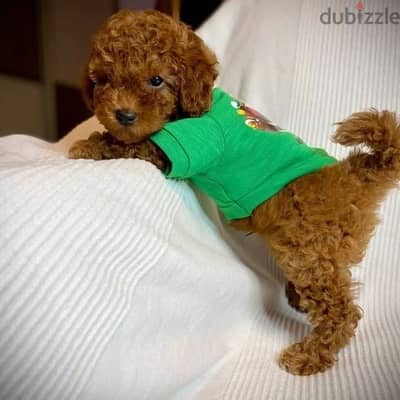 Toy Poodle Puppies Available /Dog/كلاب/Imported/ Delivery