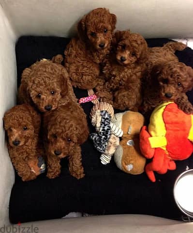 Poodles Puppies Now Available In Store Pure Breed Imported Delivery