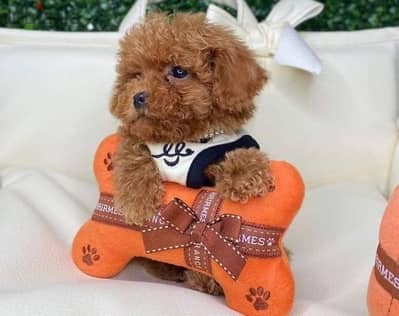 Adorable Poodles Puppies Small Size Dog كلاب Available in Store