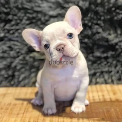 French Bulldog Cream Puppies Available High Quality Imported Delivery