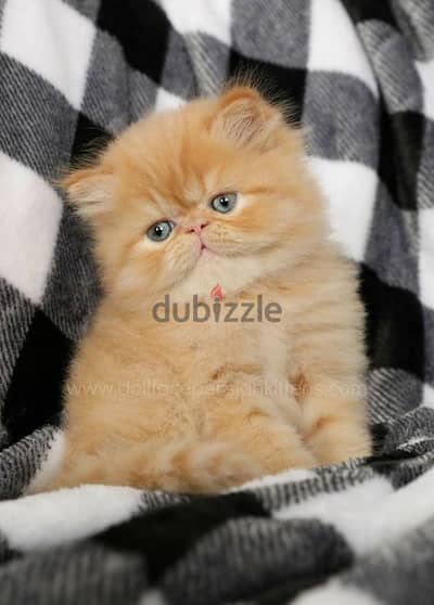 Persian Ginger Kitten Available in Store Delivery قطط Cat
