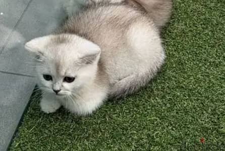 Cute Silver chinchilla kitten / قطط / Cat Delivery