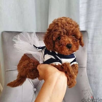 Toy Poodle Puppies Available/Dog/ كلاب/ Imported/Delivery