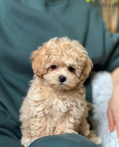 The Cutest Maltipoo Puppies Available Small Size Dog Imported