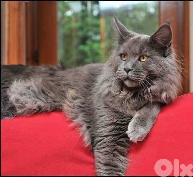 Imported Mainecoon Kitten Blue Grey Delivery 0