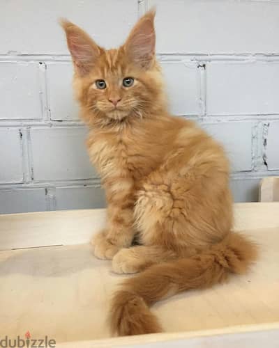 Maine Coon Orange Kitten