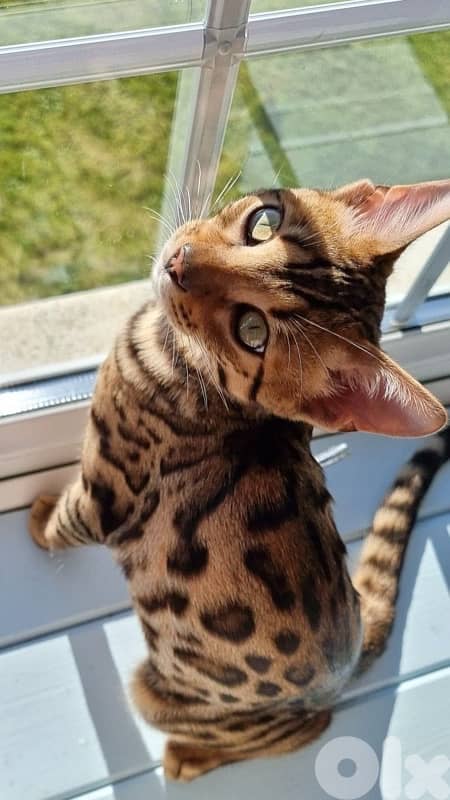 Unique Bengal kitten pure breed Cat Delivery قطط 0