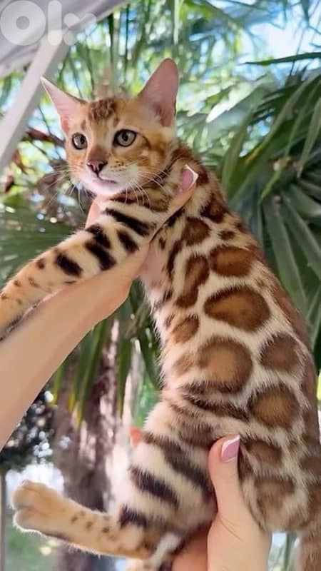 Beautiful Bengal kitten AVAILABLE IN STORE pure breed Cat Delivery قطط 0