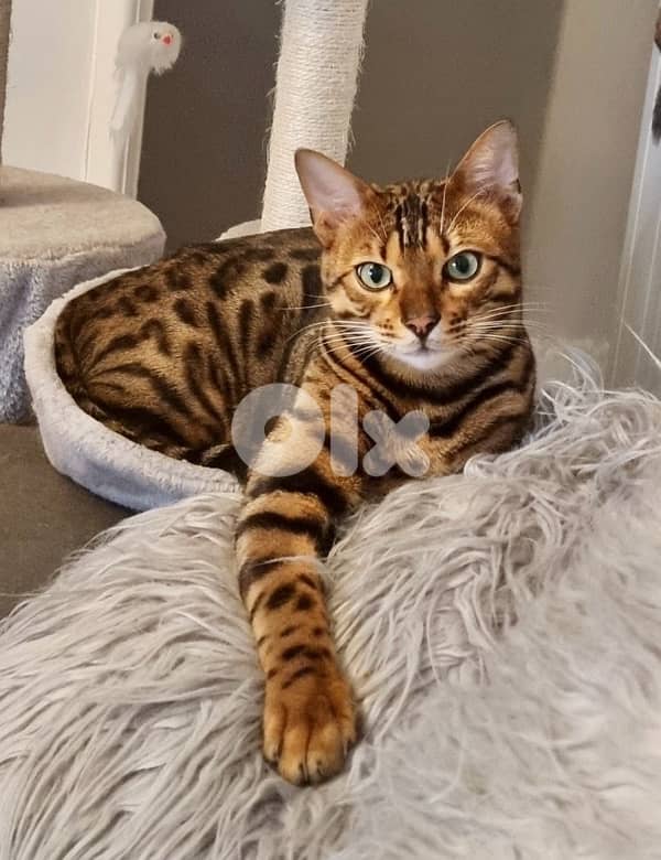Beautiful Bengal kitten available pure breed Cat Delivery قطط 0