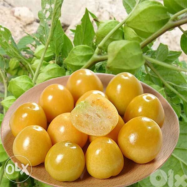 physalis plant/ golden berry التوت الذهبي 0