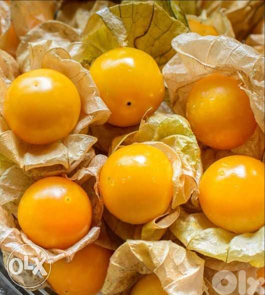 physalis plant/ golden berry التوت الذهبي 1