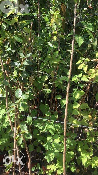 physalis plant/ golden berry التوت الذهبي 2