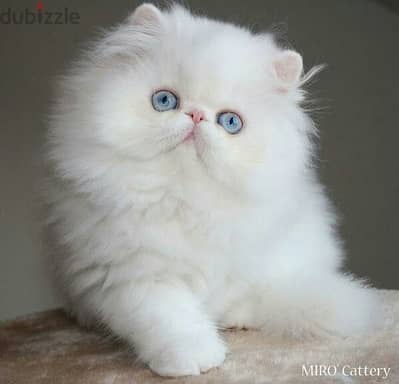 Gorgeous Persian Kittens /Available in store/ Cat/ Delivery