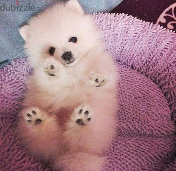Tiny Pomeranian Spitz Puppies Available/ dog كلاب حجم صغير 0