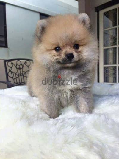 Pomeranian Puppies Available/Dog/كلاب/Delivery
