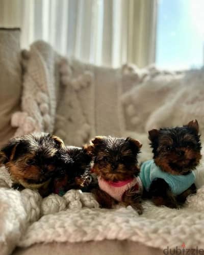 Charming Yorkshire Puppies Available/Dog/كلاب/Delivery/Imported
