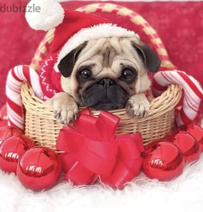Pug puppies imported pure breed delivery available dog كلاب