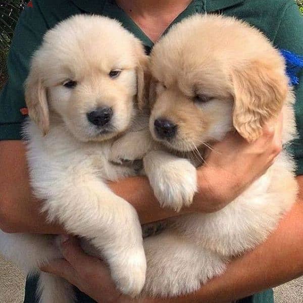 Golden Retriever Puppies Available/In store/ Delivery/ Dog/كلاب 0