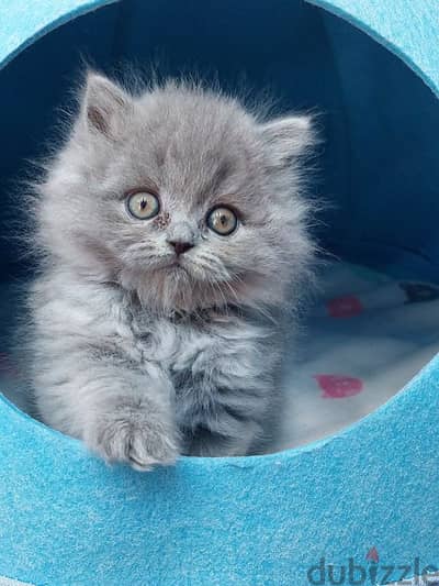 Majestic British Long Hair Kittens Available In Store Delivery Cat