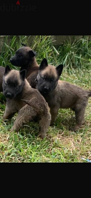 malinois puppies pure breed 0