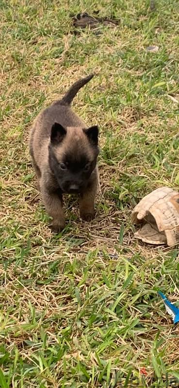 malinois puppies pure breed 1