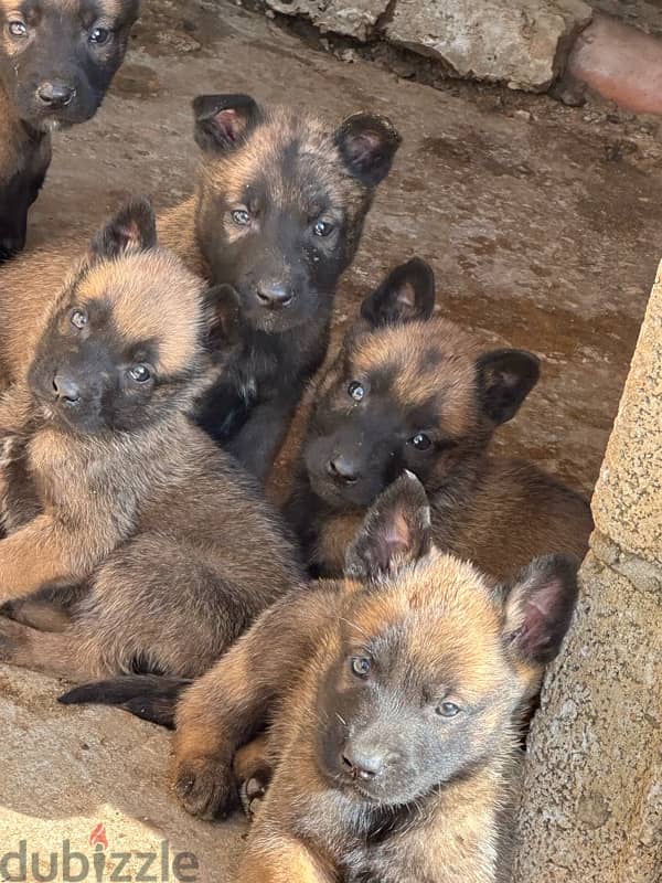 malinois puppies pure breed 2