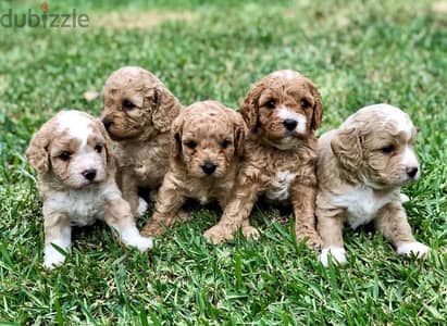 Imported Mini Goldendoodle small