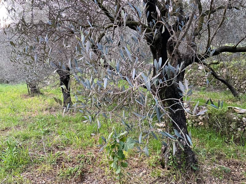 Prime 630 sqm Land in Jran El Batroun 0