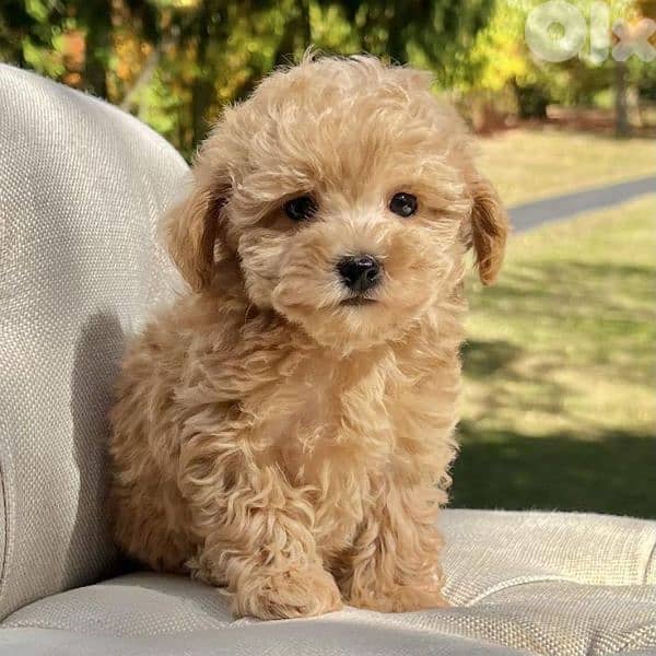 Beautiful Apricot Poodle Puppies Available/ dog كلاب 0