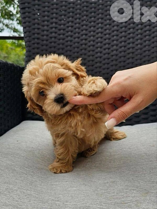 Beautiful Maltipoo Toy Puppies Available! dog كلاب 0
