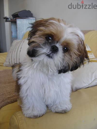 Adorable Shih Tzu Puppies Available/ High Quality/Dog/Delivery