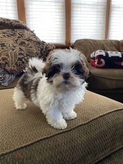 Charming Shih Tzu Companions Puppies Available In Store Delivery
