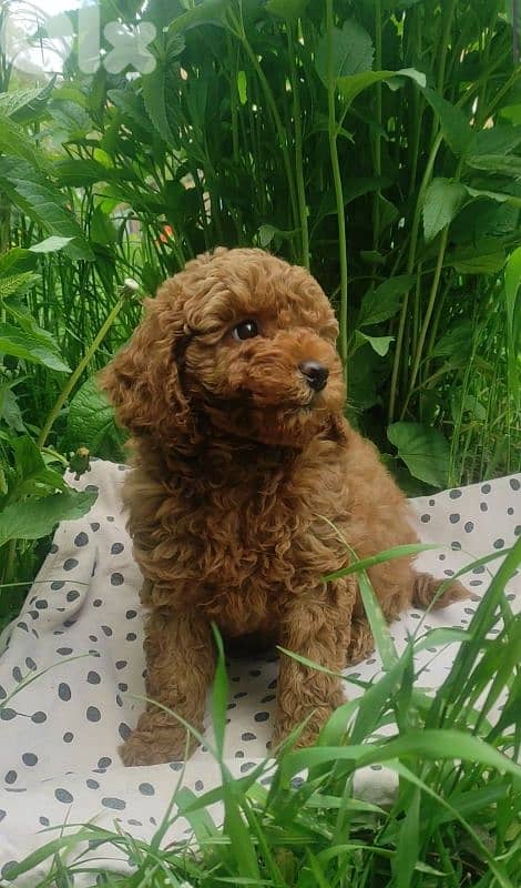 Small Toy Poodle Puppies Available in store! dog كلاب 0