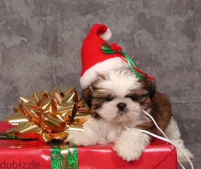 Shih Tzu Puppies Available in Store/ dog كلاب