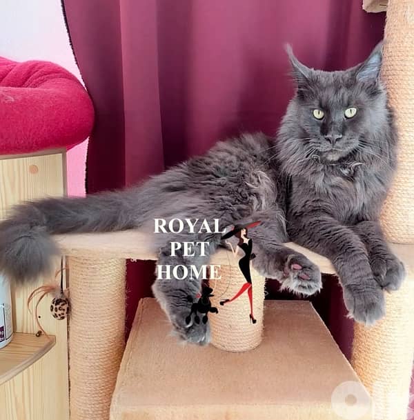 Blue Mainecoon Imported Kitten Grey 0