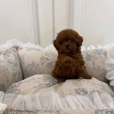 Toy Poodle Puppies Available/Dog/Delivery/كلاب/Imported