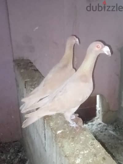 حمام مجاري رفع للبيع