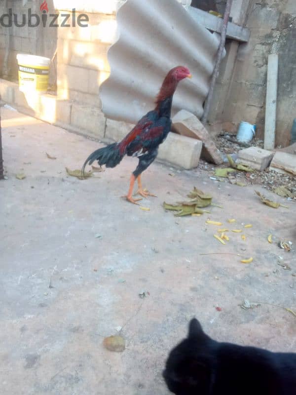 علي النهري 3