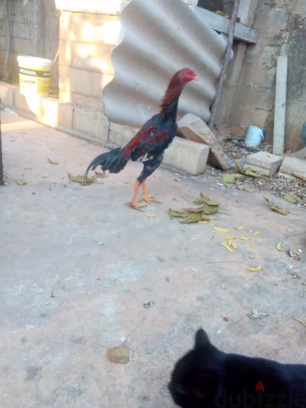 علي النهري 6