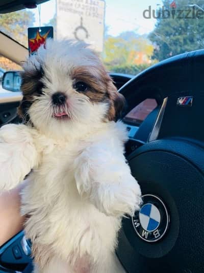 Charming Shih tzu Puppies Available/Dog/Delivery/Imported