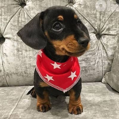Duchshunds Puppies Available /Imported/In Store/Delivery/Dog/كلاب