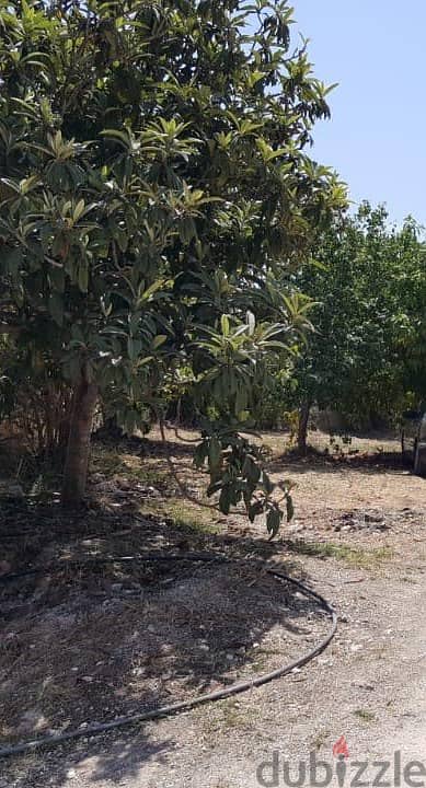 Land for sale in Ejdabrine-Koura أرض للبيع في اجدعبرين-الكورة