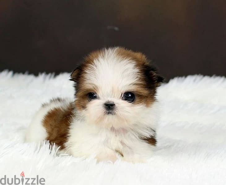 Sweet Shihtzu puppy pure breed available/Delivery/Dog/كلب/جرو 0