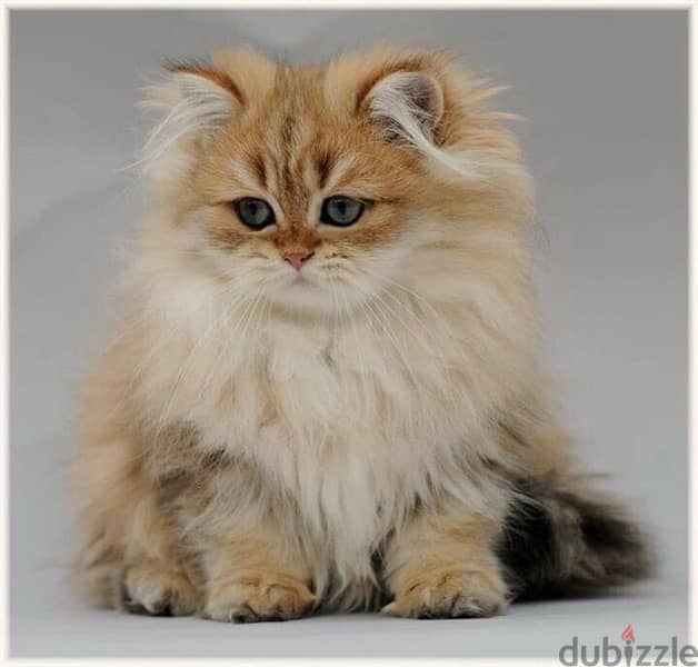 ON ORDER  British Golden Chinchilla long hair kitten Dlvry Cat قطط 0