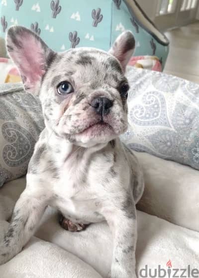 French Bulldog Merle Puppies/ dog كلاب