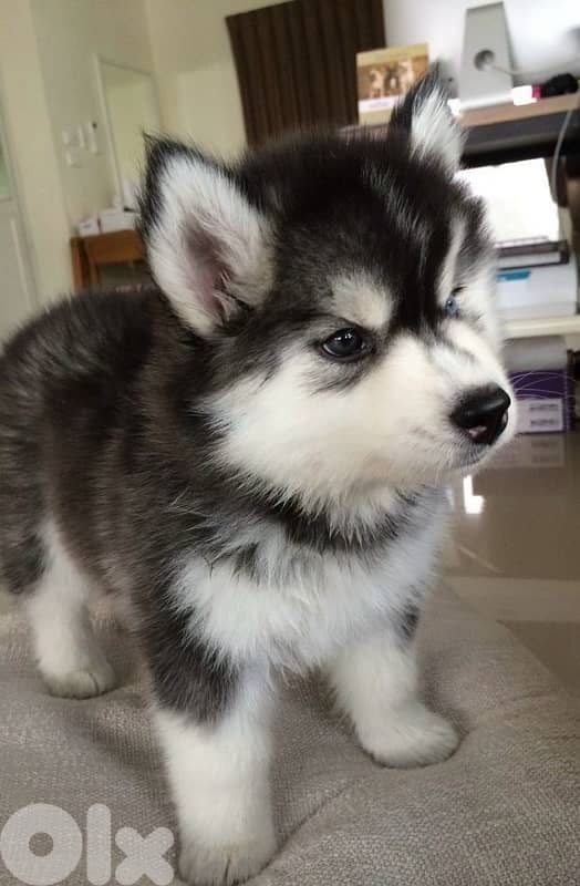 Black & White Husky high quality puppy! DELIVERY dog كلاب 0