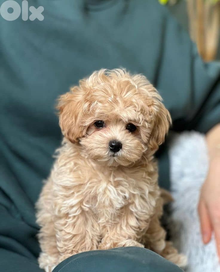 Adorable Maltipoo Puppy for Sale/ Perfect Family Companion! dog كلاب 0