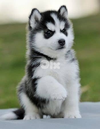 Siberian Husky Puppy - Playful,Loving & Ready for a Forever Home  كلاب