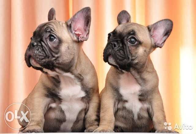French bulldog Fawn Color in store & delivery/ dog كلاب 0
